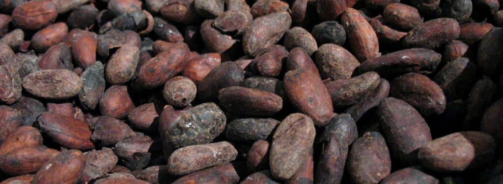 feve cacao