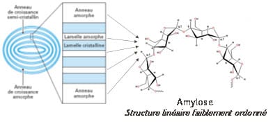 amidon - amylose