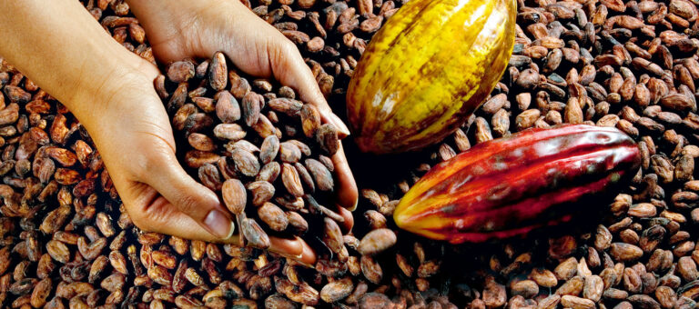 Les arômes du chocolat