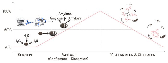 Comportement hydrothermique des grains d’amidon