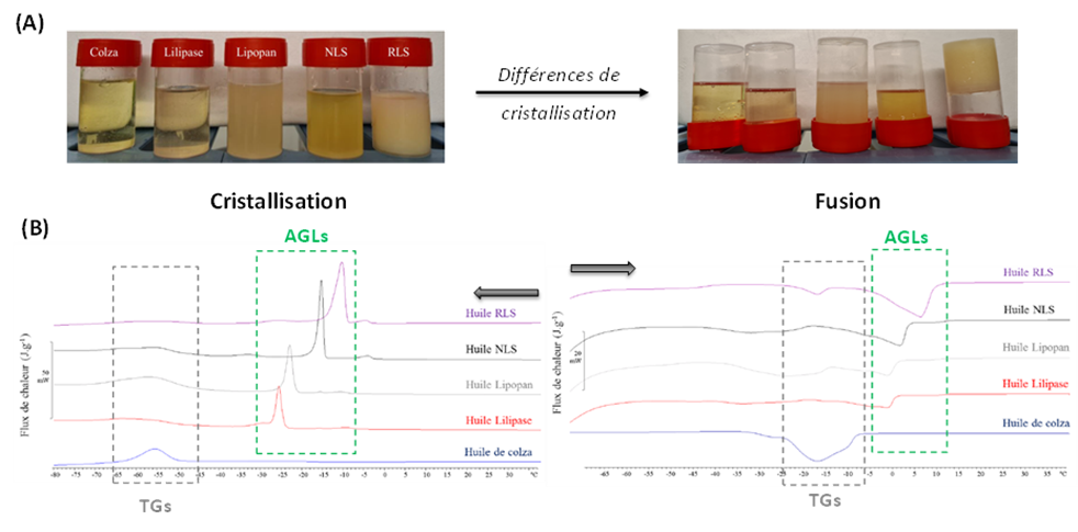 Image AGIR : Partenaire pour l'innovation, la formation et le développement dans le secteur agroalimentaire. Lipases huiles enzymes