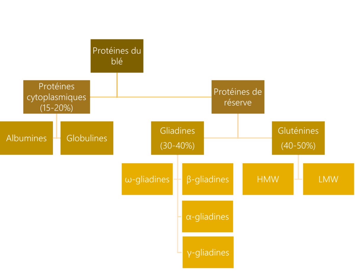 Image AGIR : Partenaire pour l'innovation, la formation et le développement dans le secteur agroalimentaire. Protéines du blé