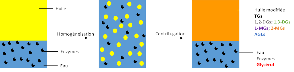 Image AGIR : Partenaire pour l'innovation, la formation et le développement dans le secteur agroalimentaire. Principe de l'hydrolyse enzymatique