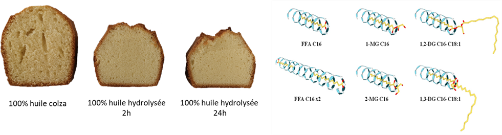 Image AGIR : Partenaire pour l'innovation, la formation et le développement dans le secteur agroalimentaire. Génoise émulsifiant moelleux enzyme
