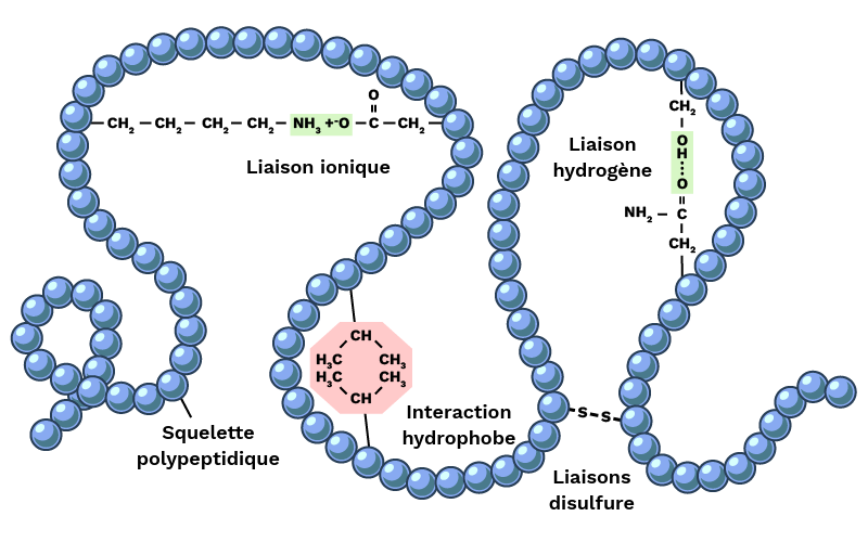 Image AGIR : Partenaire pour l'innovation, la formation et le développement dans le secteur agroalimentaire. réseau gluten blé 