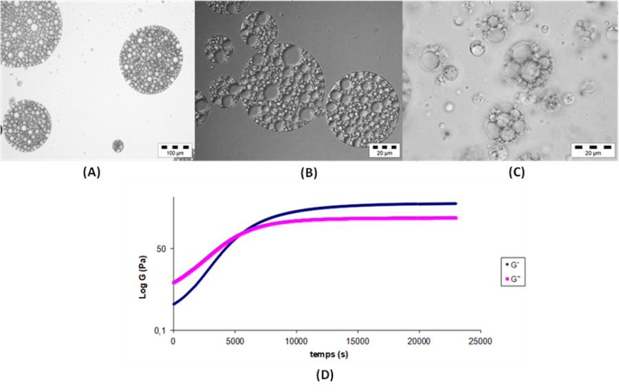 Image AGIR : Partenaire pour l'innovation, la formation et le développement dans le secteur agroalimentaire.